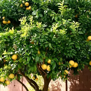 Lemon Tree Pensión Donji Seget